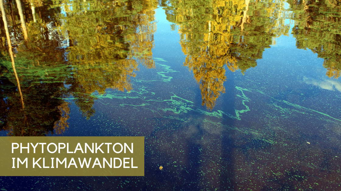 PHYTOPLANKTKON UND KLIMAWANDEL